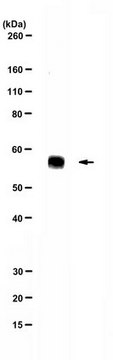 Anti-Norovirus (MNV-1) Antibody, clone 5C4.10 clone 5C4.10, from mouse