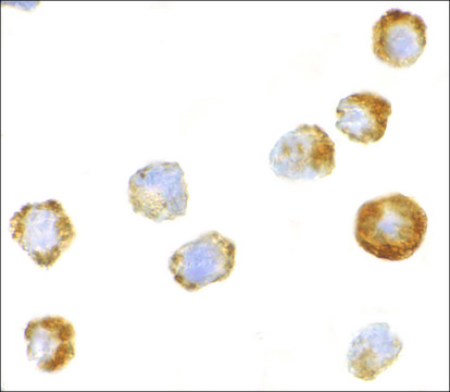 Anti-ASK1 (ab2) antibody produced in rabbit affinity isolated antibody, buffered aqueous solution