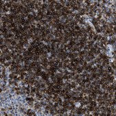 Anti-CD226 antibody produced in rabbit Prestige Antibodies&#174; Powered by Atlas Antibodies, affinity isolated antibody, buffered aqueous glycerol solution