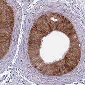Monoclonal Anti-P4HA2 antibody produced in mouse clone CL0351, Prestige Antibodies&#174; Powered by Atlas Antibodies, purified immunoglobulin, buffered aqueous glycerol solution