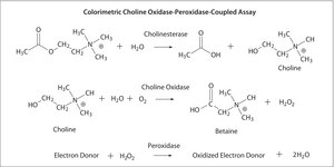 Acetylcholinesterase from human erythrocytes buffered aqueous solution, &#8805;500&#160;units/mg protein (BCA)