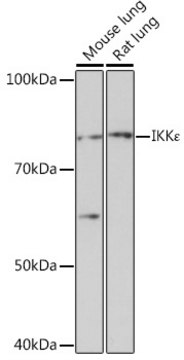 Anti-IKK&#949; Antibody, clone 5N4J8, Rabbit Monoclonal