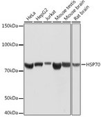 Anti-HSP70 Antibody, clone 5U9A0, Rabbit Monoclonal