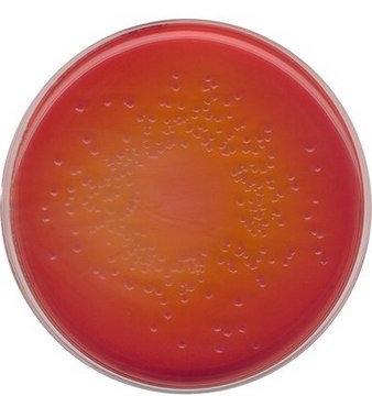 MacConkey Agar NutriSelect&#174; Basic, suitable for microbiology