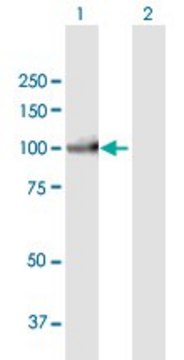 Anti-PIWIL3 antibody produced in mouse purified immunoglobulin, buffered aqueous solution