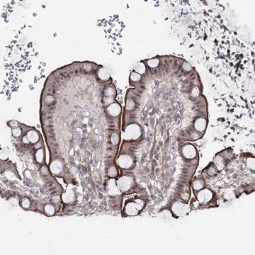 Anti-HOXC11 antibody produced in rabbit Prestige Antibodies&#174; Powered by Atlas Antibodies, affinity isolated antibody, buffered aqueous glycerol solution