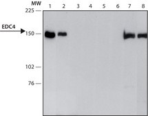Anti-EDC4 (N-terminal) antibody produced in rabbit ~1.0&#160;mg/mL, affinity isolated antibody