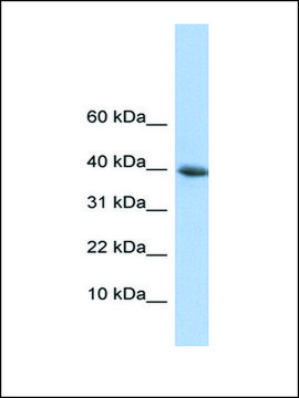 Anti-POLR2I (AB1) antibody produced in rabbit affinity isolated antibody