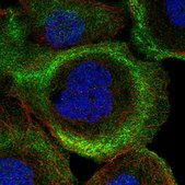 Anti-PHLDB2 antibody produced in rabbit Prestige Antibodies&#174; Powered by Atlas Antibodies, affinity isolated antibody, buffered aqueous glycerol solution