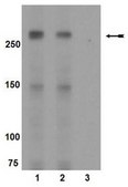 mTOR phosphorylation Pathway Explorer Antibody MiniPack This Antibody pack of Anti-mTOR antibodies contains Anti-phospho-mTOR Antibody(Ser2481), Anti-phospho-mTOR Antibody (Thr2446), Anti-phospho-mTOR (Ser2448).