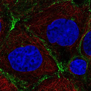 Anti-PRKCDBP antibody produced in rabbit Prestige Antibodies&#174; Powered by Atlas Antibodies, affinity isolated antibody