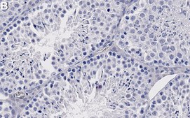 Anti-Nanog Antibody, clone 4D17 ZooMAb&#174; Rabbit Monoclonal recombinant, expressed in HEK 293 cells