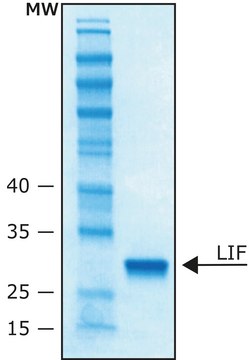 Leukemia Inhibitory Factor human LIF, recombinant, expressed in E. coli, 10 &#956;g/ml, buffered aqueous solution (pH 7.4), suitable for cell culture