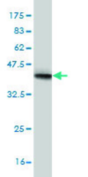 Monoclonal Anti-NEB antibody produced in mouse clone 1F4, purified immunoglobulin, buffered aqueous solution