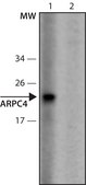 Anti-ARPC4 (26-40) antibody produced in rabbit IgG fraction of antiserum, buffered aqueous solution