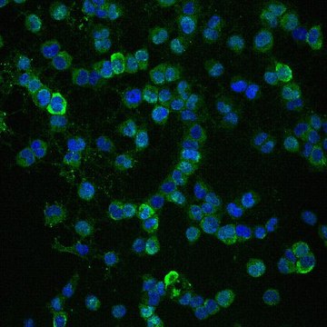 Anti-NG2, Alexa Fluor&#8482;488 Conjugate Antibody from rabbit, ALEXA FLUOR&#8482; 488