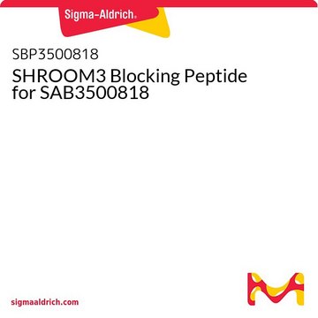 SHROOM3 Blocking Peptide for SAB3500818