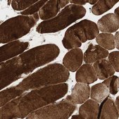 Anti-BIN1 antibody produced in rabbit Ab1, Prestige Antibodies&#174; Powered by Atlas Antibodies, affinity isolated antibody, buffered aqueous glycerol solution