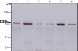 Anti-PTPRA antibody produced in rabbit ~1.0&#160;mg/mL