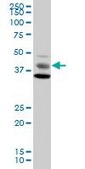 Anti-MAPK8 antibody produced in mouse purified immunoglobulin, buffered aqueous solution