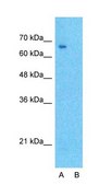 Anti-DLL1 antibody produced in rabbit affinity isolated antibody