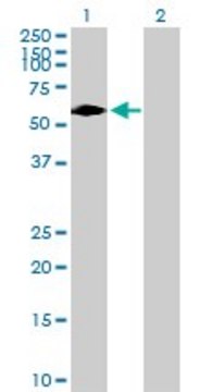 Anti-DTX2 antibody produced in mouse purified immunoglobulin, buffered aqueous solution