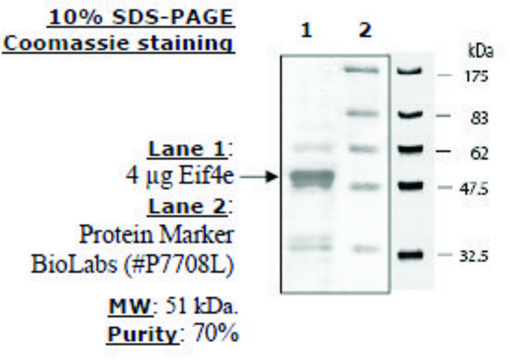 eIF4E Active human N-terminal GST-tag, recombinant, expressed in E. coli, &#8805;70% (SDS-PAGE)