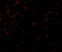Anti-CLDN1 antibody produced in rabbit affinity isolated antibody, buffered aqueous solution