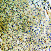 Anti-phospho-Dab1 (pTyr232) antibody produced in rabbit affinity isolated antibody