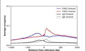 Anti-CHD1 antibody produced in rabbit Prestige Antibodies&#174; Powered by Atlas Antibodies, affinity isolated antibody, buffered aqueous glycerol solution