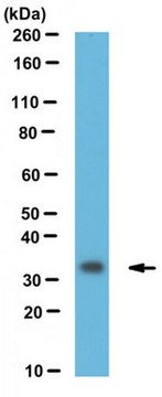 Anti-Fhl1 Antibody serum, from rabbit