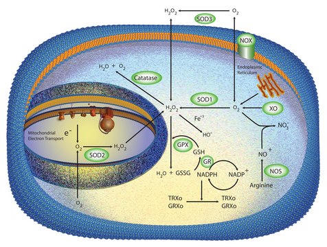 Superoxide Dismutase from bovine erythrocytes lyophilized powder, &#8805;3,000&#160;units/mg protein, Protein &#8805;95&#160;% by biuret