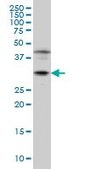 Monoclonal Anti-POU6F1 antibody produced in mouse clone 6H1, purified immunoglobulin, buffered aqueous solution