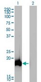Monoclonal Anti-AHNAK antibody produced in mouse clone 3G7, purified immunoglobulin, buffered aqueous solution
