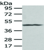 Anti-PTGIR affinity isolated antibody