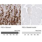 Anti-PGC antibody produced in rabbit Prestige Antibodies&#174; Powered by Atlas Antibodies, affinity isolated antibody, buffered aqueous glycerol solution