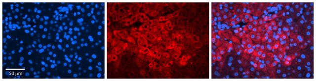 Anti-IRF1 (AB2) antibody produced in rabbit affinity isolated antibody