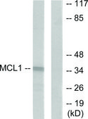 Anti-MCL1 antibody produced in rabbit affinity isolated antibody