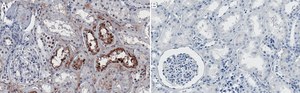 Anti-JAK1 Antibody, clone 1I13 ZooMAb&#174; Rabbit Monoclonal recombinant, expressed in HEK 293 cells