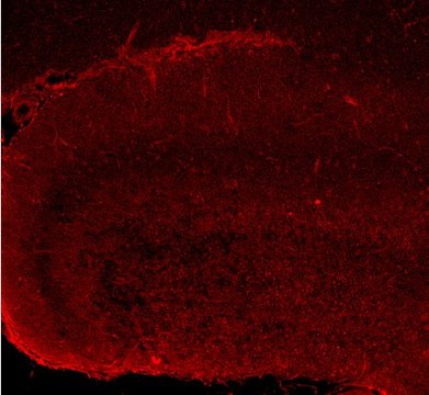 Anti-phospho-Pannexin 1 (Tyr308) from rabbit