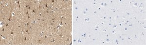 Anti-PEA15 Antibody, clone 2J13 ZooMAb&#174; Rabbit Monoclonal recombinant, expressed in HEK 293 cells