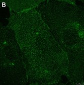 Anti-Integrin &#945;V&#946;3 Antibody, clone LM609 ZooMAb&#174; Mouse Monoclonal recombinant, expressed in HEK 293 cells