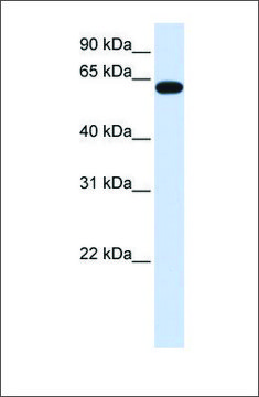 Anti-HS6ST3 antibody produced in rabbit affinity isolated antibody