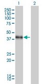 Monoclonal Anti-DLX3 antibody produced in mouse clone 4F8, purified immunoglobulin, buffered aqueous solution