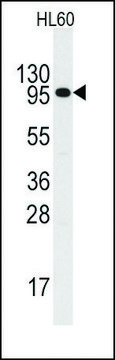 Anti-IL3R (C-term V759) antibody produced in rabbit Ig fraction of antiserum, buffered aqueous solution