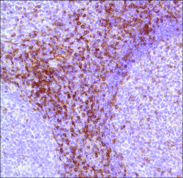 Anti-CD7 antibody, Rabbit monoclonal clone SP94, recombinant, expressed in proprietary host, affinity isolated antibody