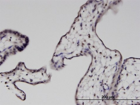 Monoclonal Anti-PTMS antibody produced in mouse clone 2D3, purified immunoglobulin, buffered aqueous solution