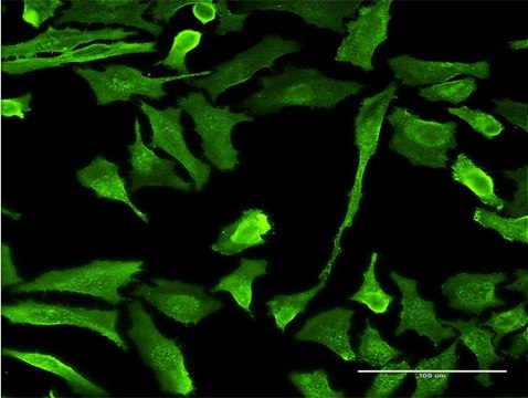 Monoclonal Anti-EMR4P antibody produced in mouse clone 1G10, purified immunoglobulin, buffered aqueous solution