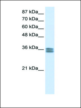 Anti-CACNG4 antibody produced in rabbit IgG fraction of antiserum