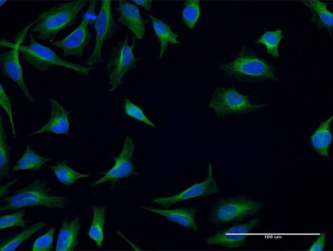 Monoclonal Anti-FPRL1 antibody produced in mouse clone 2D8, purified immunoglobulin, buffered aqueous solution